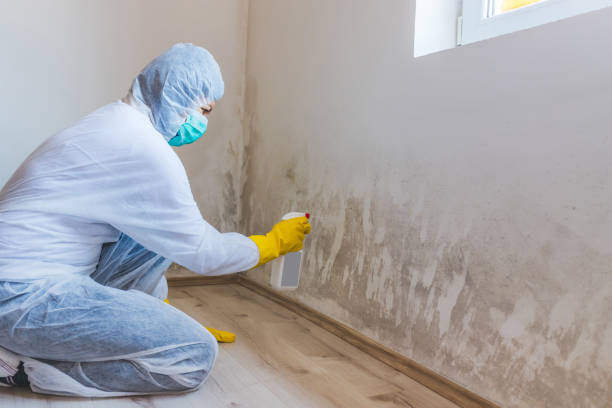 Licensed Attic Mold Removal service in Locust Valley, NY - WQB Mold Removal