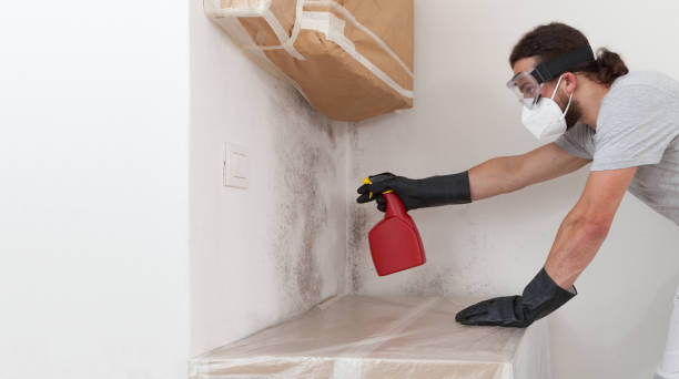 Professional Attic Mold Removal technician working in Locust Valley, NY